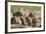 Lioness with Cub (Panthera Leo) Drinking, Kgalagadi Transfrontier Park, Northern Cape, South Africa-Ann & Steve Toon-Framed Photographic Print