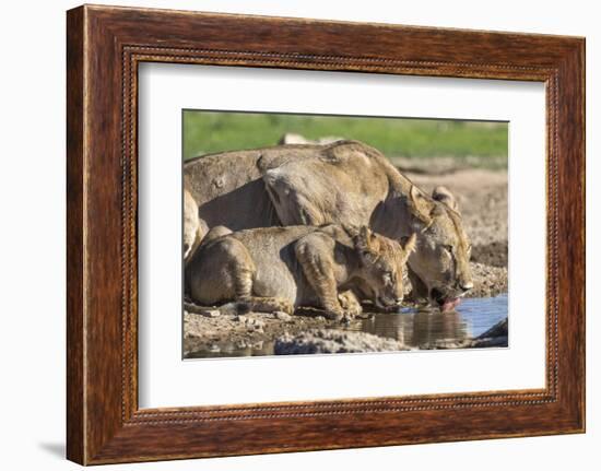 Lioness with Cub (Panthera Leo) Drinking, Kgalagadi Transfrontier Park, Northern Cape, South Africa-Ann & Steve Toon-Framed Photographic Print