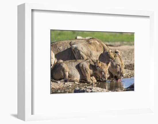 Lioness with Cub (Panthera Leo) Drinking, Kgalagadi Transfrontier Park, Northern Cape, South Africa-Ann & Steve Toon-Framed Photographic Print