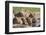 Lioness with Cub (Panthera Leo) Drinking, Kgalagadi Transfrontier Park, Northern Cape, South Africa-Ann & Steve Toon-Framed Photographic Print