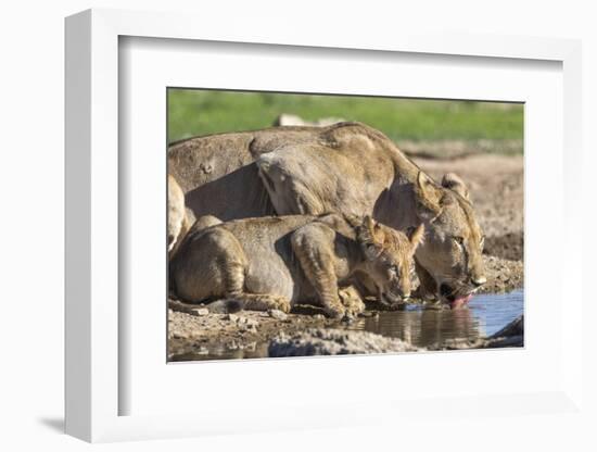 Lioness with Cub (Panthera Leo) Drinking, Kgalagadi Transfrontier Park, Northern Cape, South Africa-Ann & Steve Toon-Framed Photographic Print