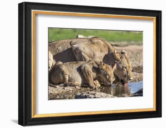 Lioness with Cub (Panthera Leo) Drinking, Kgalagadi Transfrontier Park, Northern Cape, South Africa-Ann & Steve Toon-Framed Photographic Print