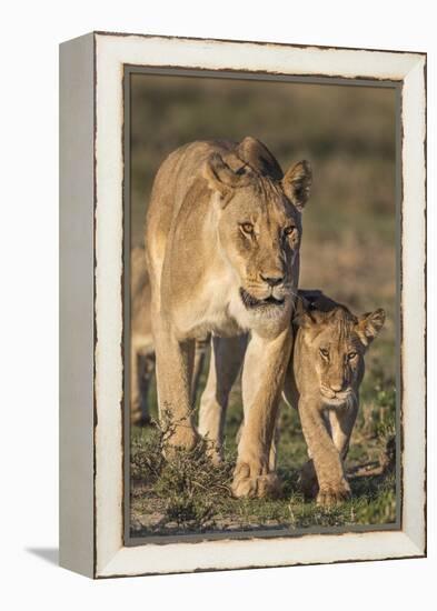 Lioness with Cub (Panthera Leo), Kgalagadi Transfrontier Park, Northern Cape, South Africa, Africa-Ann & Steve Toon-Framed Premier Image Canvas