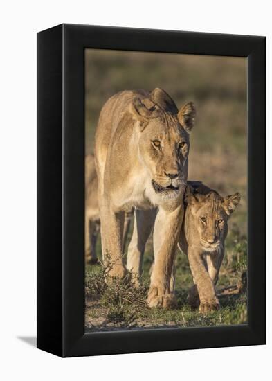 Lioness with Cub (Panthera Leo), Kgalagadi Transfrontier Park, Northern Cape, South Africa, Africa-Ann & Steve Toon-Framed Premier Image Canvas