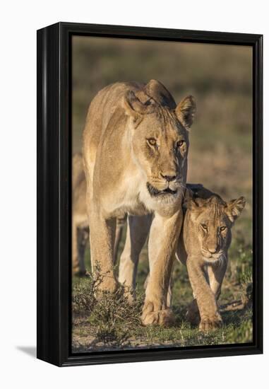 Lioness with Cub (Panthera Leo), Kgalagadi Transfrontier Park, Northern Cape, South Africa, Africa-Ann & Steve Toon-Framed Premier Image Canvas