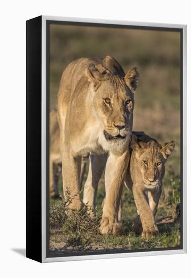 Lioness with Cub (Panthera Leo), Kgalagadi Transfrontier Park, Northern Cape, South Africa, Africa-Ann & Steve Toon-Framed Premier Image Canvas