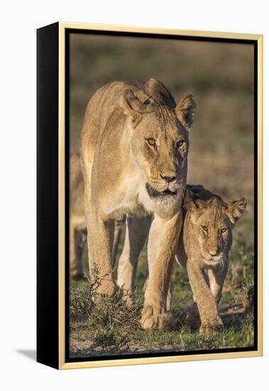 Lioness with Cub (Panthera Leo), Kgalagadi Transfrontier Park, Northern Cape, South Africa, Africa-Ann & Steve Toon-Framed Premier Image Canvas