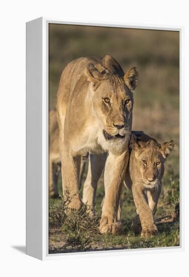 Lioness with Cub (Panthera Leo), Kgalagadi Transfrontier Park, Northern Cape, South Africa, Africa-Ann & Steve Toon-Framed Premier Image Canvas