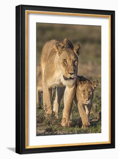 Lioness with Cub (Panthera Leo), Kgalagadi Transfrontier Park, Northern Cape, South Africa, Africa-Ann & Steve Toon-Framed Photographic Print