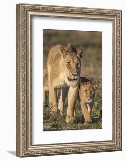 Lioness with Cub (Panthera Leo), Kgalagadi Transfrontier Park, Northern Cape, South Africa, Africa-Ann & Steve Toon-Framed Photographic Print