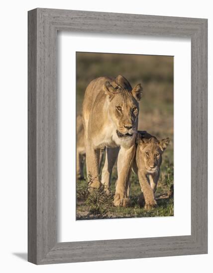 Lioness with Cub (Panthera Leo), Kgalagadi Transfrontier Park, Northern Cape, South Africa, Africa-Ann & Steve Toon-Framed Photographic Print