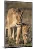 Lioness with Cub (Panthera Leo), Kgalagadi Transfrontier Park, Northern Cape, South Africa, Africa-Ann & Steve Toon-Mounted Photographic Print