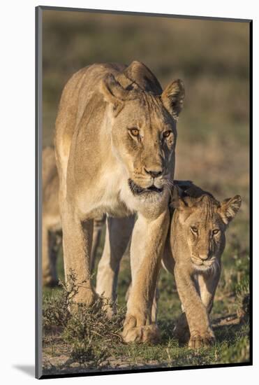 Lioness with Cub (Panthera Leo), Kgalagadi Transfrontier Park, Northern Cape, South Africa, Africa-Ann & Steve Toon-Mounted Photographic Print