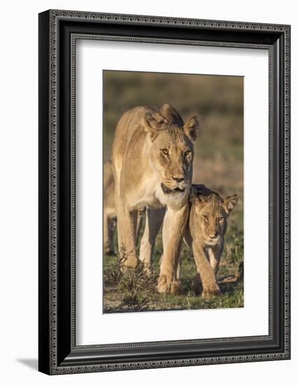 Lioness with Cub (Panthera Leo), Kgalagadi Transfrontier Park, Northern Cape, South Africa, Africa-Ann & Steve Toon-Framed Photographic Print