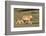 Lioness with Cub (Panthera Leo), Kgalagadi Transfrontier Park, Northern Cape, South Africa, Africa-Ann & Steve Toon-Framed Photographic Print