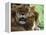 Lioness with Cub-Joe McDonald-Framed Premier Image Canvas