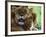 Lioness with Cub-Joe McDonald-Framed Photographic Print