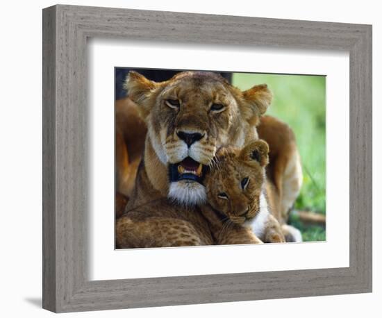 Lioness with Cub-Joe McDonald-Framed Photographic Print