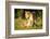 Lioness with cubs, Masai Mara, Kenya, East Africa, Africa-Karen Deakin-Framed Photographic Print