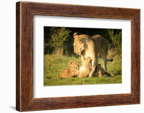 Lioness with cubs, Masai Mara, Kenya, East Africa, Africa-Karen Deakin-Framed Photographic Print