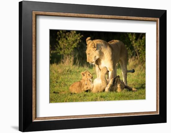 Lioness with cubs, Masai Mara, Kenya, East Africa, Africa-Karen Deakin-Framed Photographic Print
