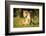 Lioness with cubs, Masai Mara, Kenya, East Africa, Africa-Karen Deakin-Framed Photographic Print