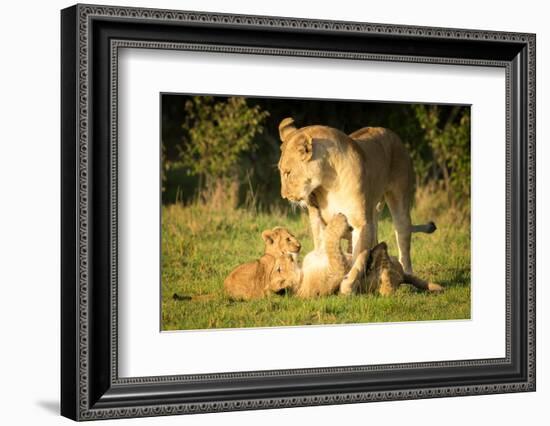 Lioness with cubs, Masai Mara, Kenya, East Africa, Africa-Karen Deakin-Framed Photographic Print