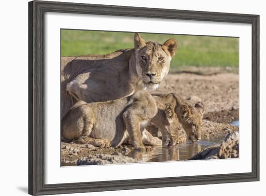 Lioness with Cubs (Panthera Leo) at Water, Kgalagadi Transfrontier Park, Northern Cape, Africa-Ann & Steve Toon-Framed Photographic Print