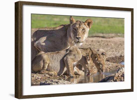Lioness with Cubs (Panthera Leo) at Water, Kgalagadi Transfrontier Park, Northern Cape, Africa-Ann & Steve Toon-Framed Photographic Print
