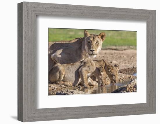 Lioness with Cubs (Panthera Leo) at Water, Kgalagadi Transfrontier Park, Northern Cape, Africa-Ann & Steve Toon-Framed Photographic Print