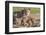 Lioness with Cubs (Panthera Leo) at Water, Kgalagadi Transfrontier Park, Northern Cape, Africa-Ann & Steve Toon-Framed Photographic Print