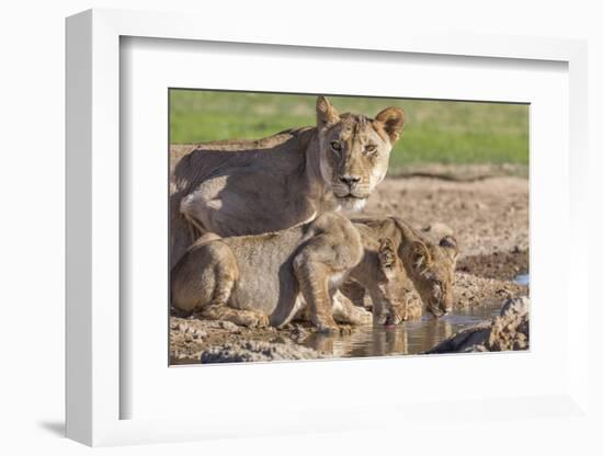 Lioness with Cubs (Panthera Leo) at Water, Kgalagadi Transfrontier Park, Northern Cape, Africa-Ann & Steve Toon-Framed Photographic Print