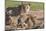 Lioness with Cubs (Panthera Leo) at Water, Kgalagadi Transfrontier Park, Northern Cape, Africa-Ann & Steve Toon-Mounted Photographic Print