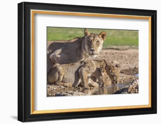 Lioness with Cubs (Panthera Leo) at Water, Kgalagadi Transfrontier Park, Northern Cape, Africa-Ann & Steve Toon-Framed Photographic Print