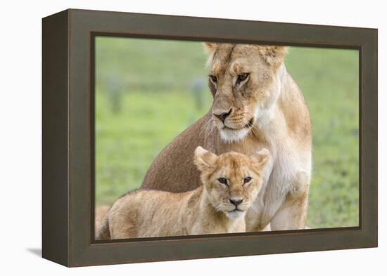 Lioness with its Cub Standing Together, Ngorongoro, Tanzania-James Heupel-Framed Premier Image Canvas