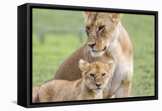 Lioness with its Cub Standing Together, Ngorongoro, Tanzania-James Heupel-Framed Premier Image Canvas