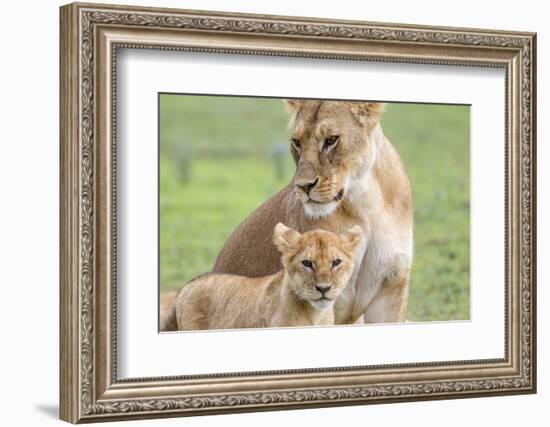 Lioness with its Cub Standing Together, Ngorongoro, Tanzania-James Heupel-Framed Photographic Print
