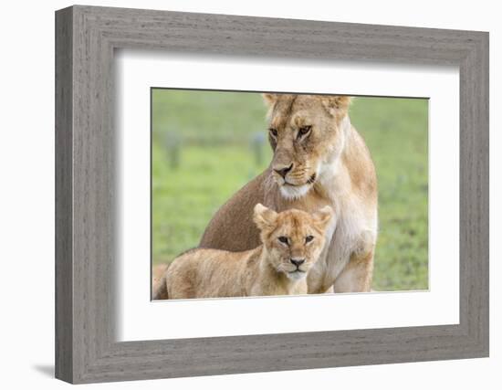 Lioness with its Cub Standing Together, Ngorongoro, Tanzania-James Heupel-Framed Photographic Print