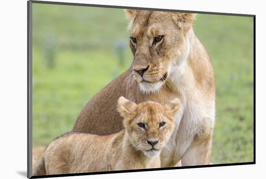 Lioness with its Cub Standing Together, Ngorongoro, Tanzania-James Heupel-Mounted Photographic Print