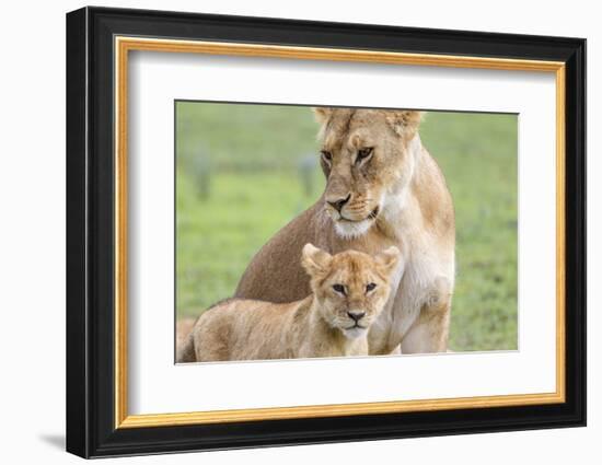 Lioness with its Cub Standing Together, Ngorongoro, Tanzania-James Heupel-Framed Photographic Print