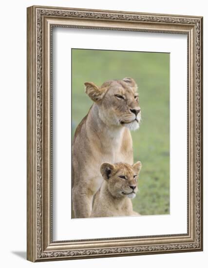 Lioness with its Female Cub, Standing Together, Side by Side-James Heupel-Framed Photographic Print