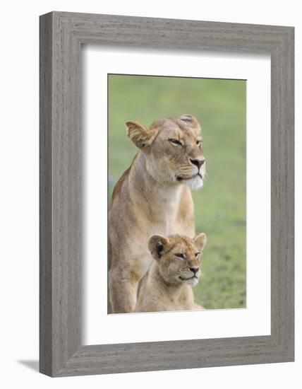 Lioness with its Female Cub, Standing Together, Side by Side-James Heupel-Framed Photographic Print