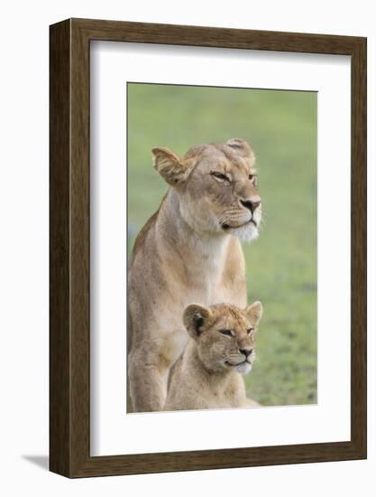 Lioness with its Female Cub, Standing Together, Side by Side-James Heupel-Framed Photographic Print