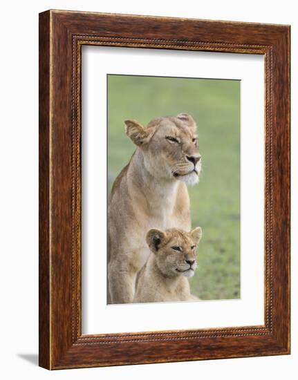 Lioness with its Female Cub, Standing Together, Side by Side-James Heupel-Framed Photographic Print