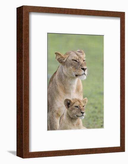 Lioness with its Female Cub, Standing Together, Side by Side-James Heupel-Framed Photographic Print