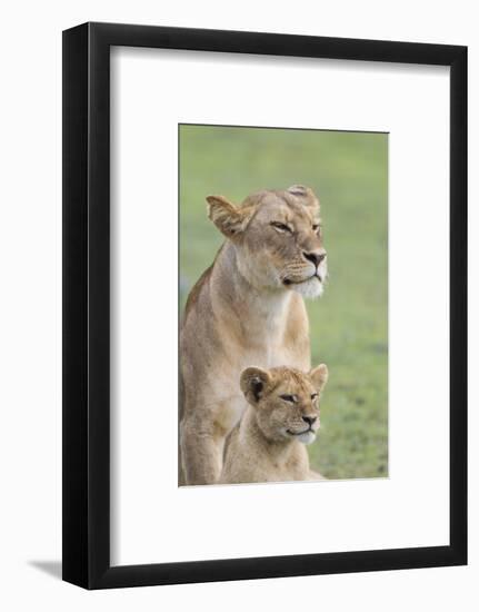 Lioness with its Female Cub, Standing Together, Side by Side-James Heupel-Framed Photographic Print