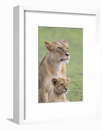 Lioness with its Female Cub, Standing Together, Side by Side-James Heupel-Framed Photographic Print