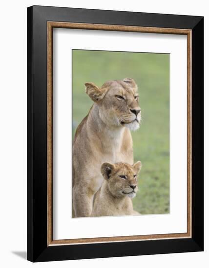 Lioness with its Female Cub, Standing Together, Side by Side-James Heupel-Framed Photographic Print