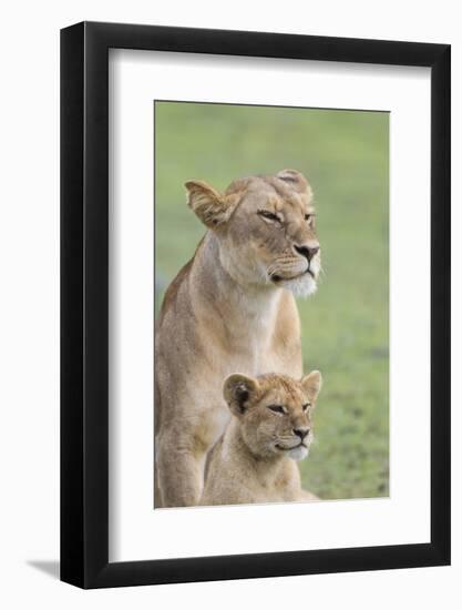 Lioness with its Female Cub, Standing Together, Side by Side-James Heupel-Framed Photographic Print