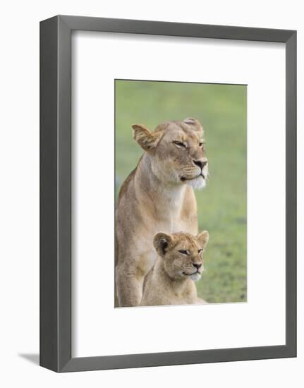 Lioness with its Female Cub, Standing Together, Side by Side-James Heupel-Framed Photographic Print